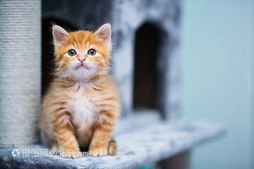 MetaMask钱包苹果版